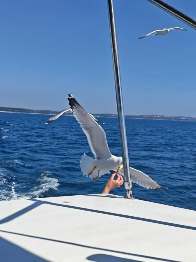Plovidba u zalazak sunca u Puli gliser jahtom - Pula Boats 